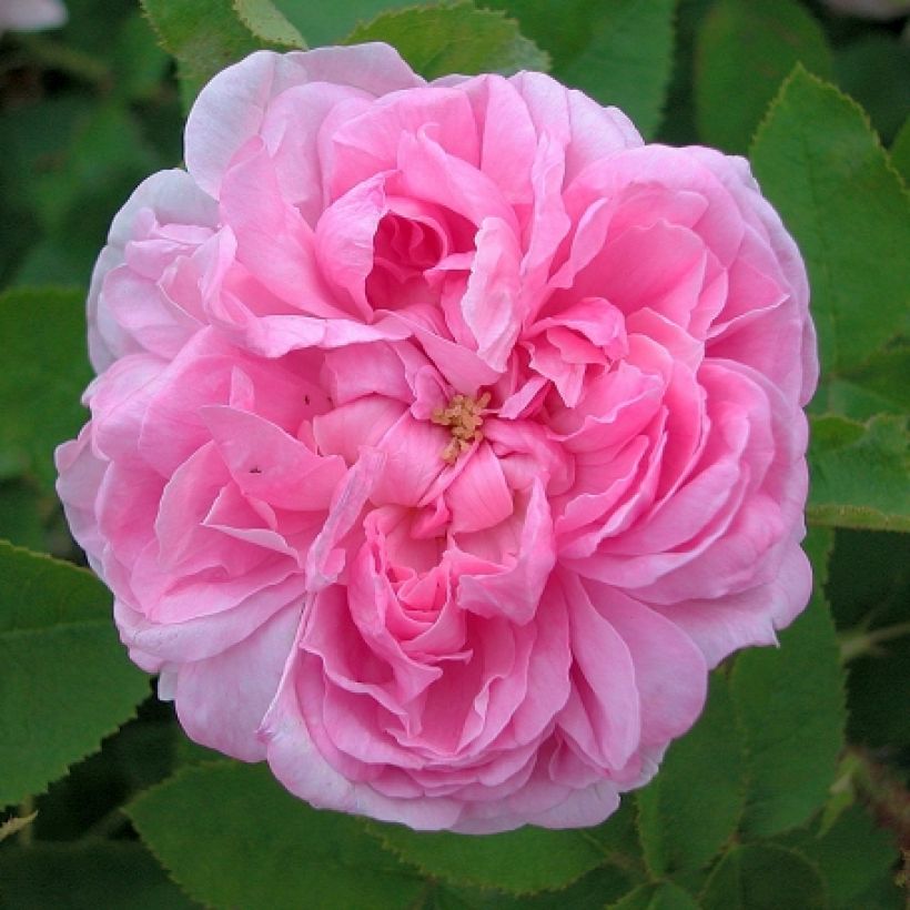 Rosier ancien mousseux Salet BIO (Flowering)