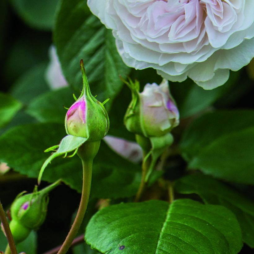 Rosier David Austin Albrighton Rambler  (Foliage)
