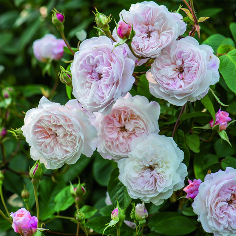 Rosier David Austin Albrighton Rambler  (Flowering)