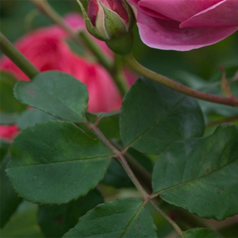 Rosier David Austin Boscobel (Foliage)