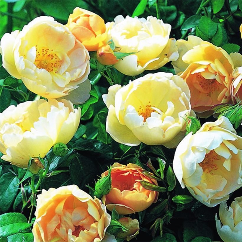Rosier David Austin Coniston (Comte de Champagne)  (Flowering)