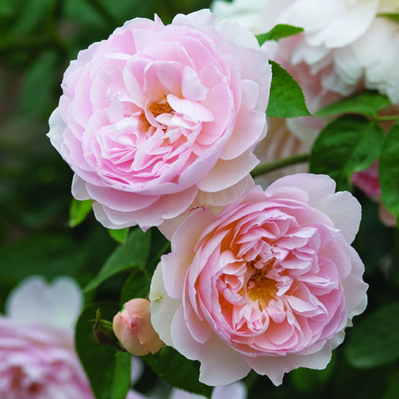 Rosier David Austin Gentle Hermione (Flowering)