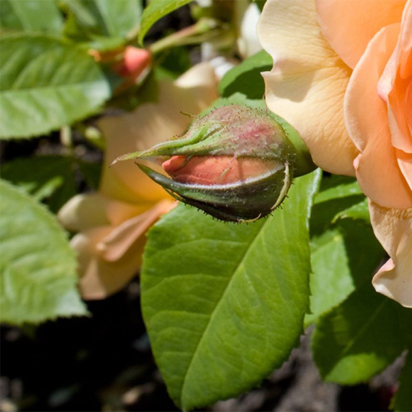 Rosier David Austin Grace  (Foliage)