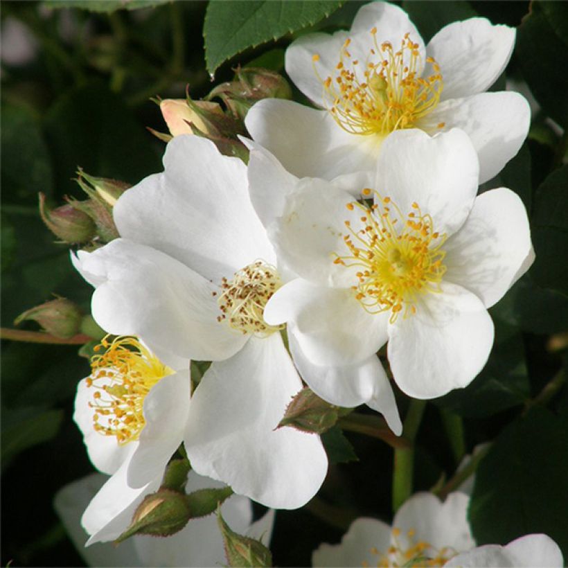 Rosier David Austin Kew Gardens  (Flowering)