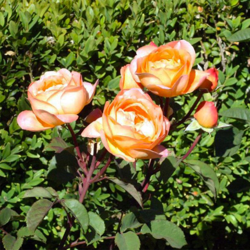Rosier David Austin Lady Emma Hamilton  (Flowering)