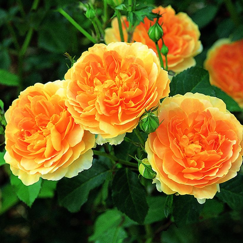 Rosier David Austin Molineux (Flowering)