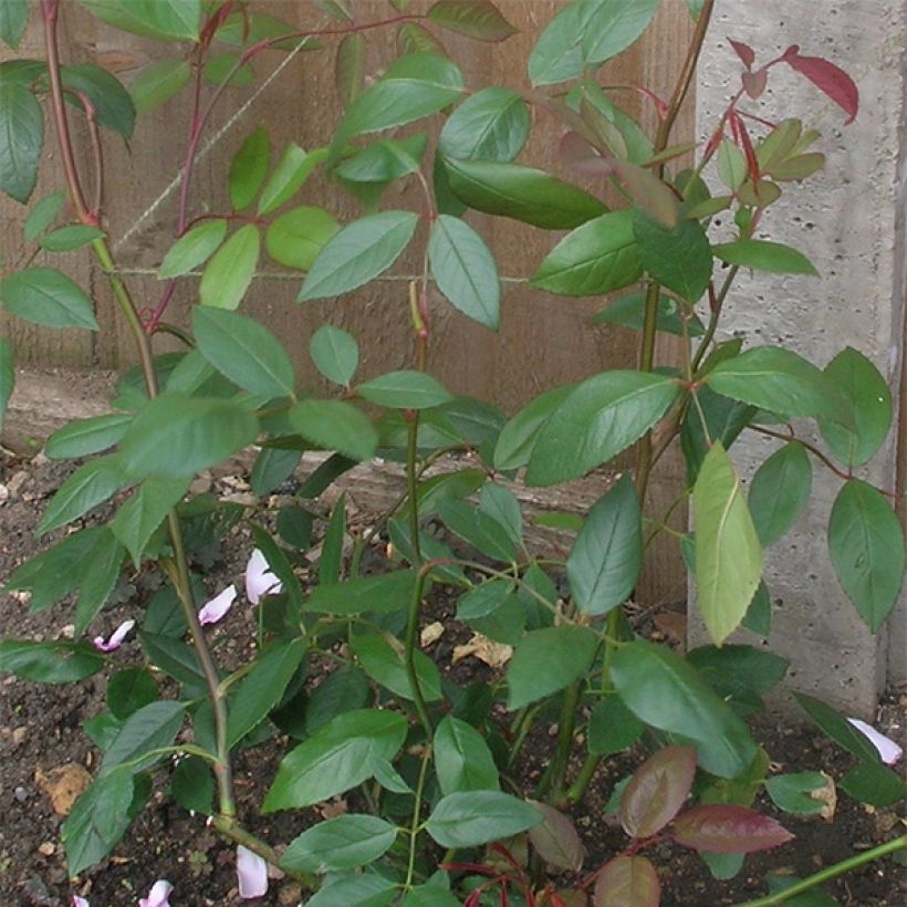 Rosier David Austin Mortimer Sackler grimpant (Foliage)