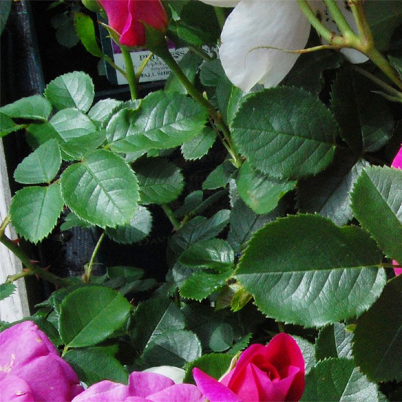 Rosier David Austin Princess Anne (Foliage)