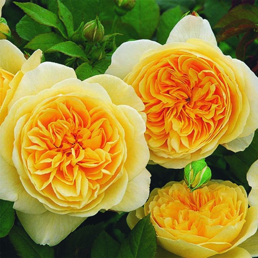 Rosier David Austin Teasing Georgia (Flowering)