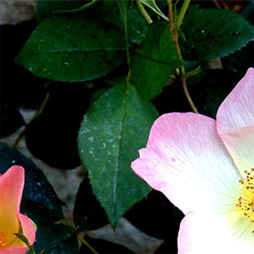 Rosier David Austin The Alexandra Rose (Foliage)