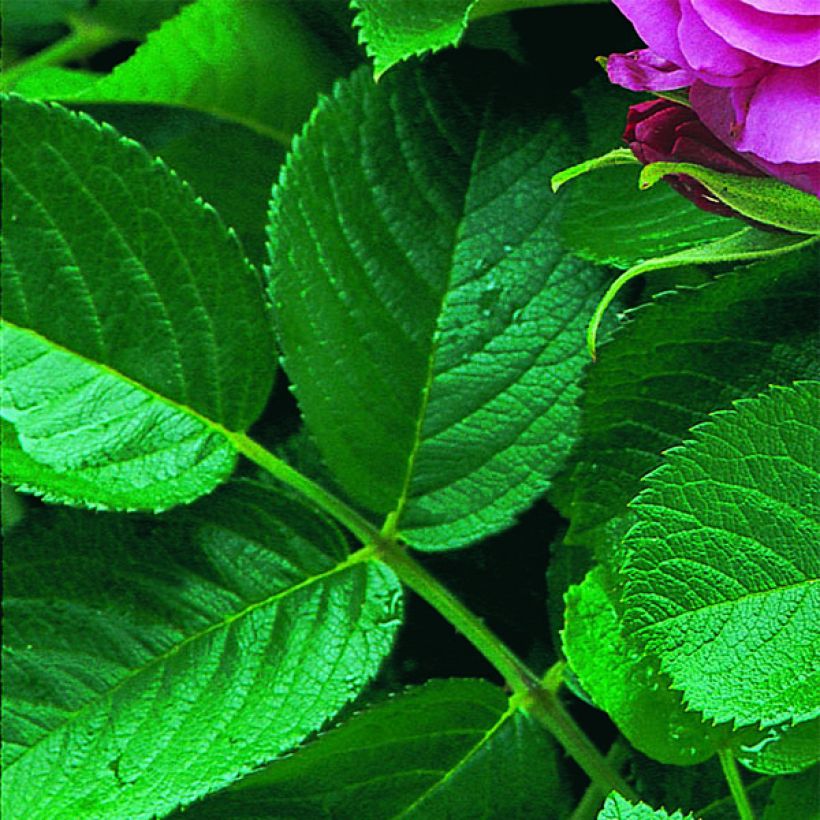 Rosier David Austin Wild Edric  (Foliage)