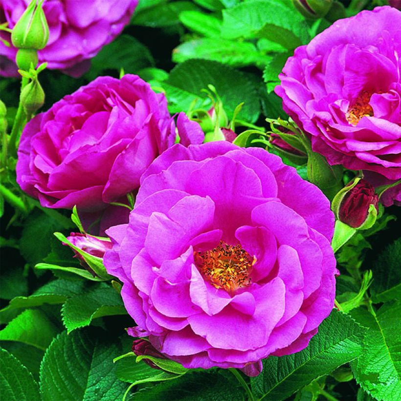 Rosier David Austin Wild Edric  (Flowering)