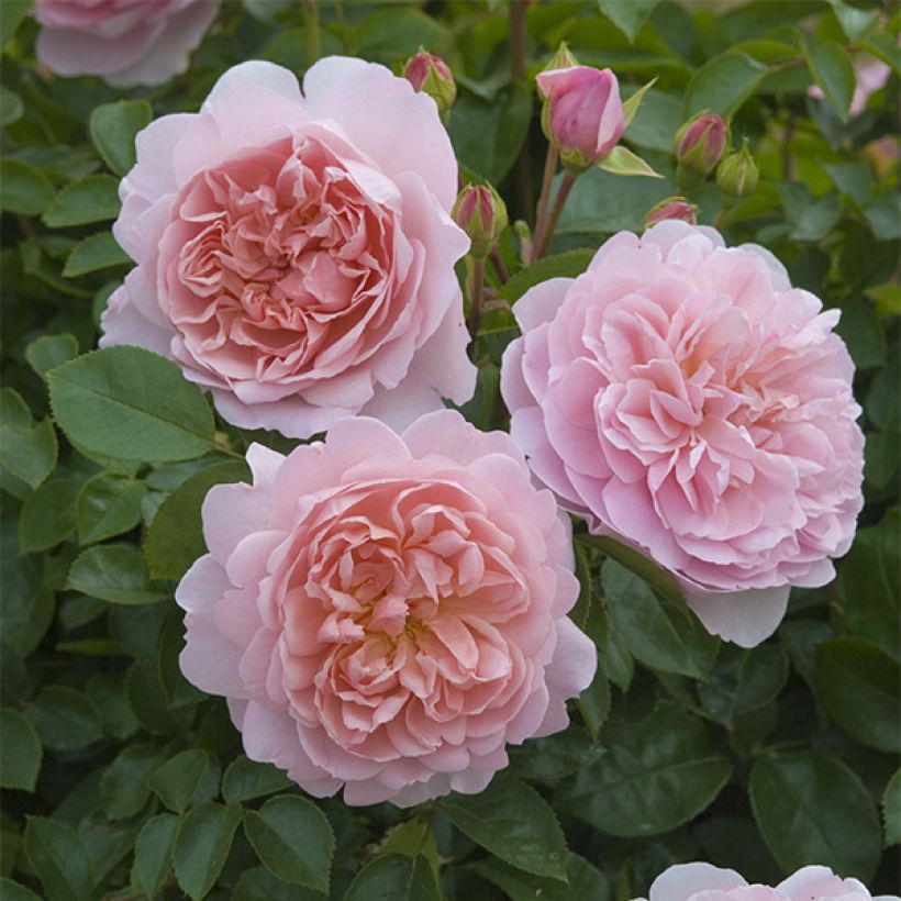 Rosier David Austin Wildeve (Flowering)