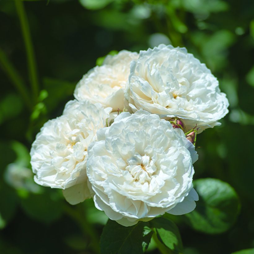 Rosier David Austin William and Catherine (Flowering)