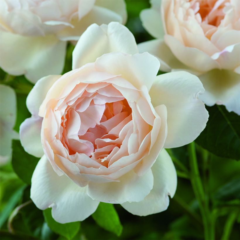 Rosier David Austin Wollerton Old Hall (Flowering)