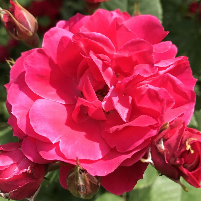 Rosier arbustif Cerise Bouquet (Flowering)