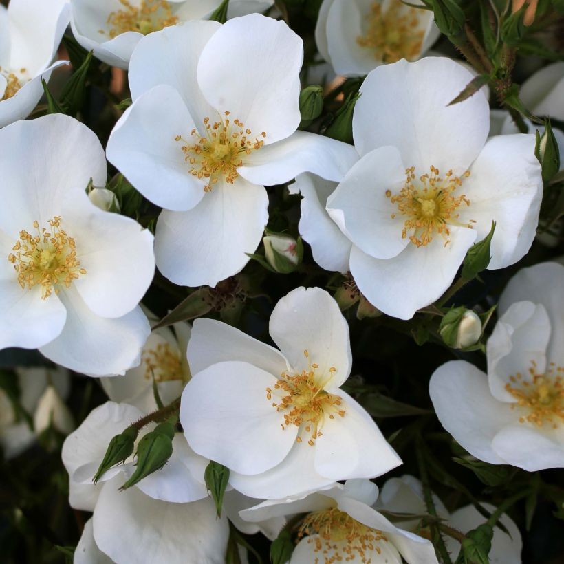 Rosier arbustif Escimo (Flowering)