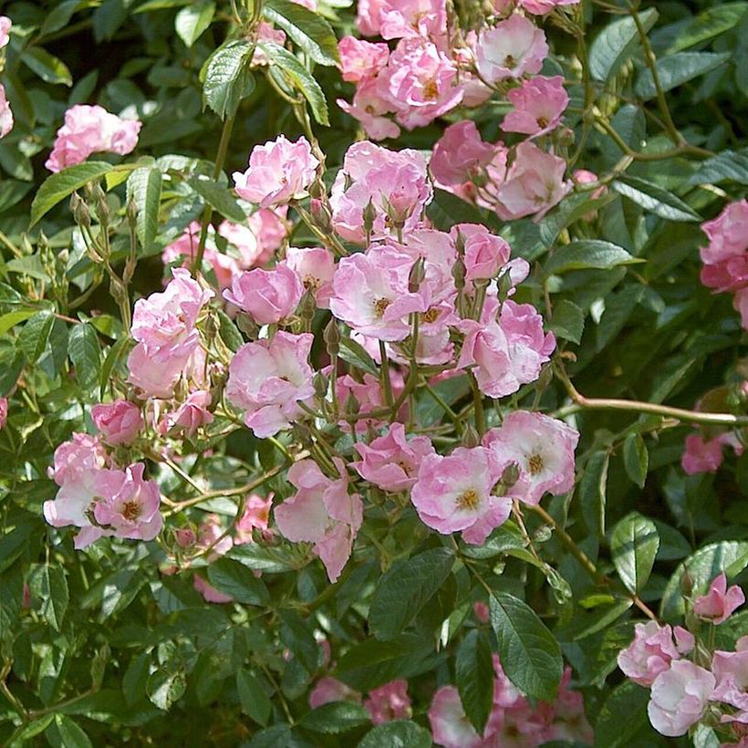 Rosier arbustif Frisson Frais (Flowering)