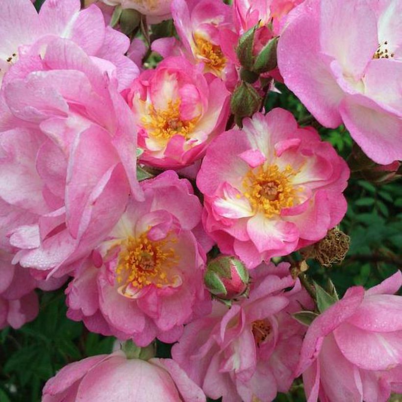 Rosier arbustif Gaard um Titzebierg (Flowering)