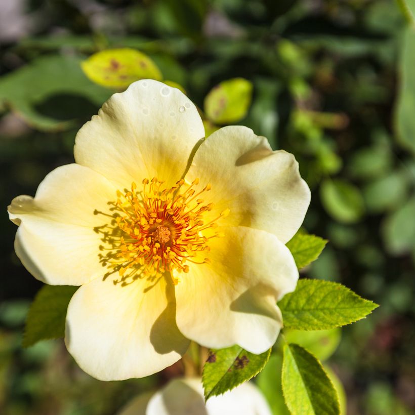 Rosier arbustif Golden Wings (Flowering)
