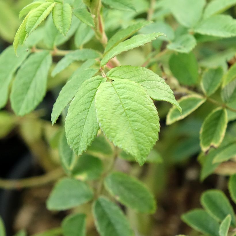Rosier arbustif Jean de Bruges (Foliage)