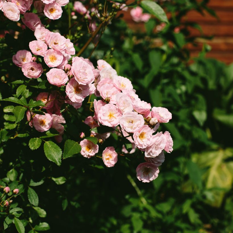 Rosier arbustif Queen of the Musks (Flowering)