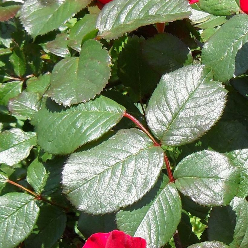 Rosier arbustif Robusta (Foliage)