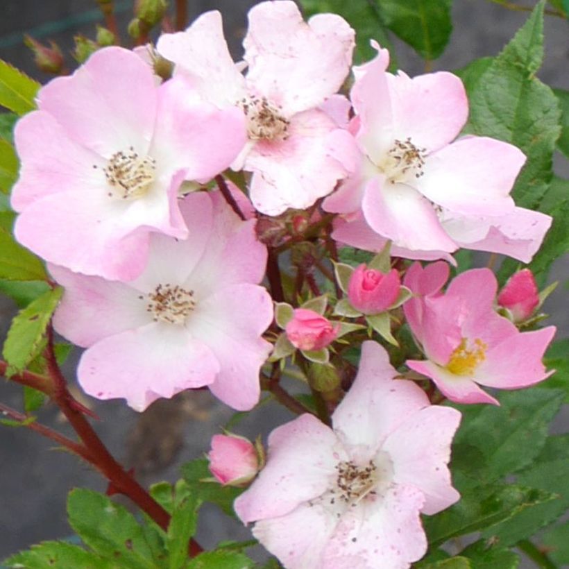 Rosier arbustif Rosy Boom Rose (Abellio Spaniuc) (Flowering)