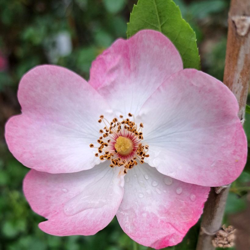 Rosier arbustif Rush (Flowering)