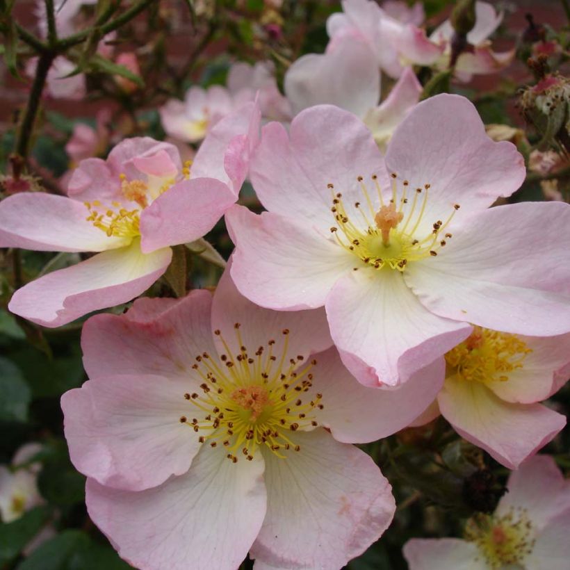 Rosier arbustif Smarty (Flowering)