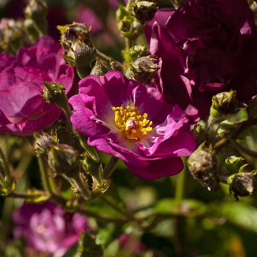Rosier arbustif Violet Hood (Flowering)