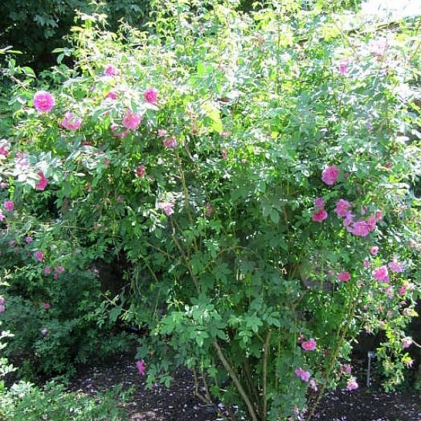 Rosier botanique - Rosa californica Plena (Plant habit)