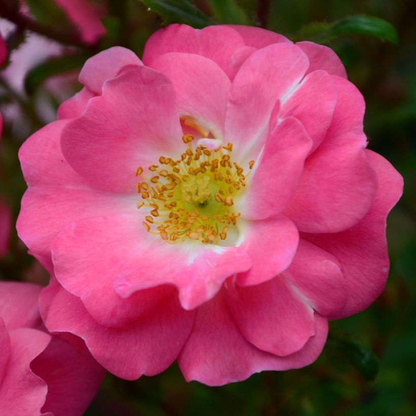 Rosier botanique - Rosa californica Plena (Flowering)