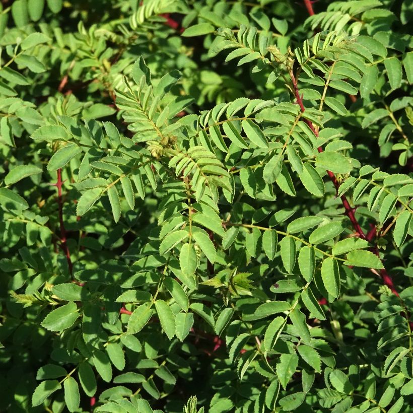 Rosier botanique - Rosa hugonis (Foliage)
