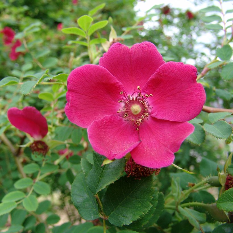 Rosier botanique - Rosa moyesii Geranium (Flowering)