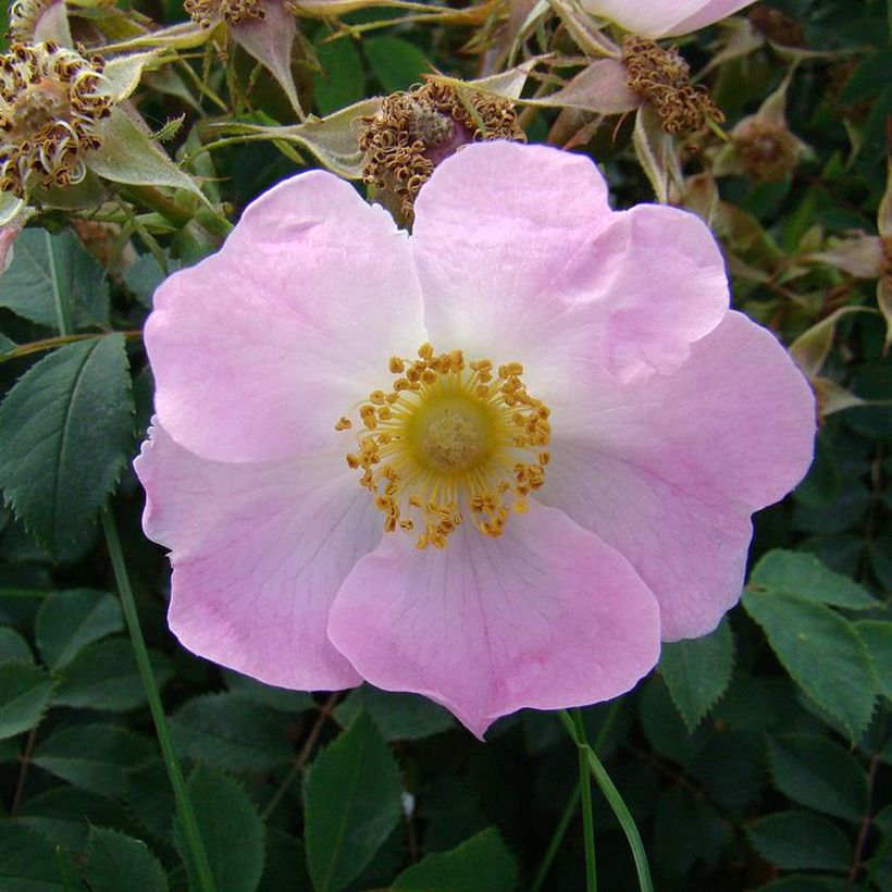 Rosier botanique pendulina Bourgogne (Flowering)