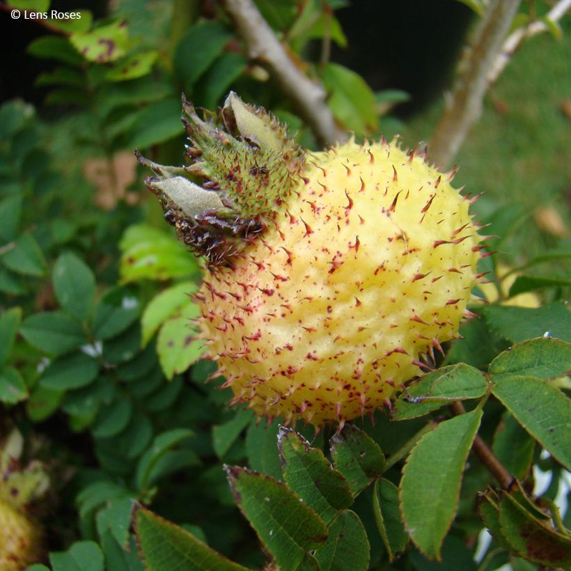 Rosier botanique - Rosa roxburghii Lampion (Harvest)