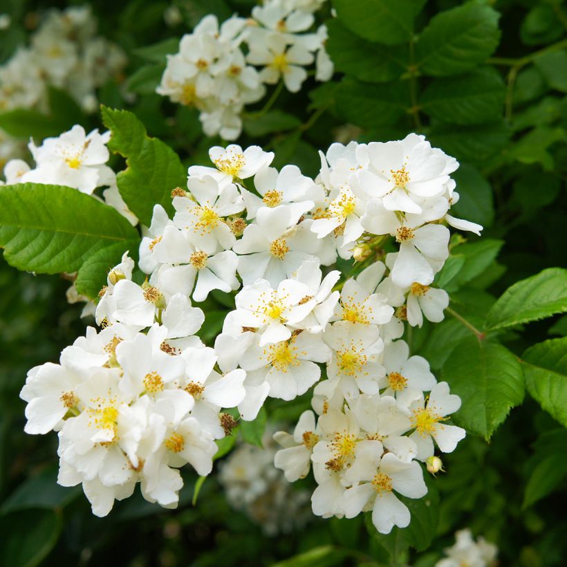 Rosier botanique grimpant - Rosa multiflora (Flowering)