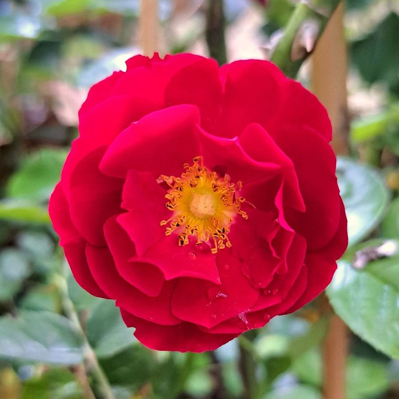 Rosier couvre-sol Mainaufeuer (Flowering)