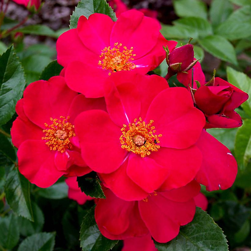 Rosier couvre-sol Pink Flash (Flowering)