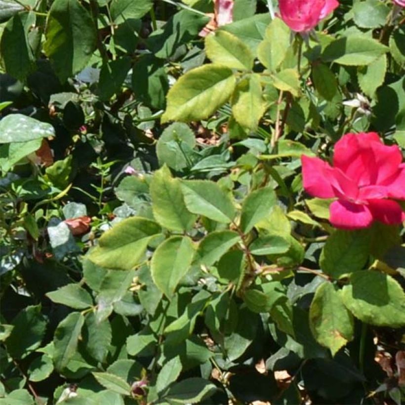 Rosier couvre-sol Pink Knock Out (Rodin) (Foliage)