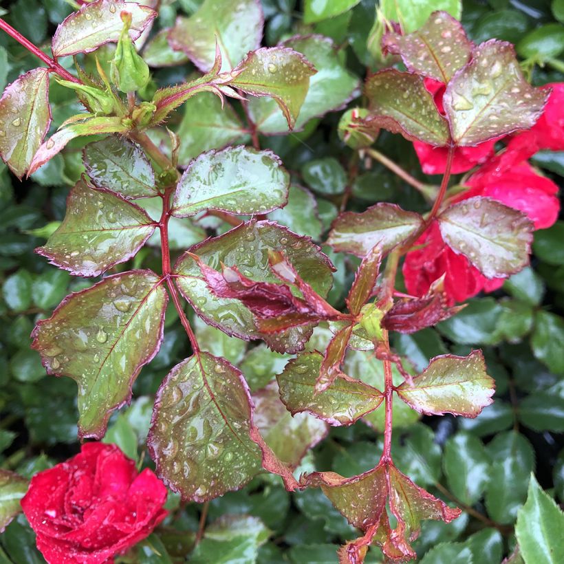 Rosier couvre-sol Rigo Rotilia (Foliage)