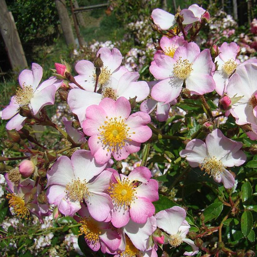 Rosier couvre-sol Robe Fleurie (Flowering)