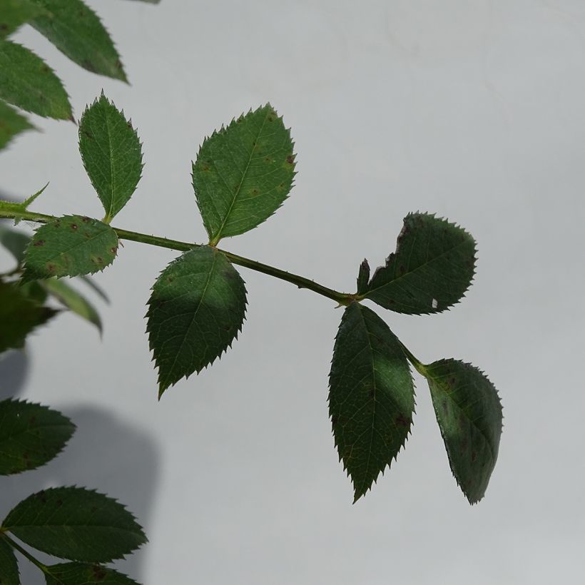 Rosier couvre-sol Star Profusion (Foliage)