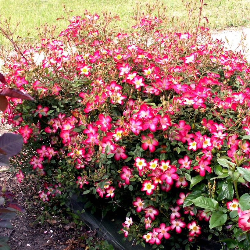 Rosier couvre-sol Star Profusion (Plant habit)