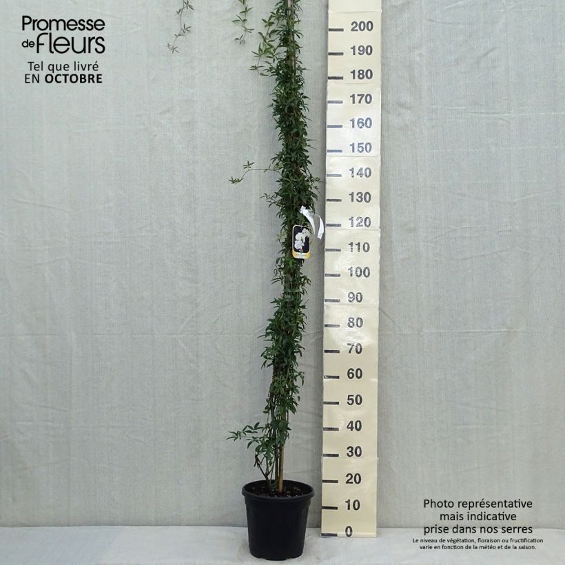 Example of Rosier de Banks Alba Plena - Rosa banksiae Pot de 6L/7L as you get in automne