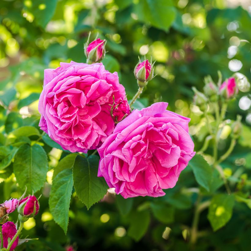Rosier de Damas - Rosa (x) damascena (Flowering)