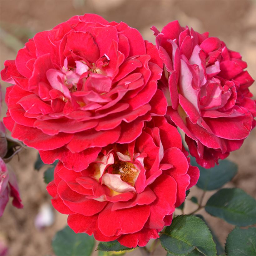 Rosier Generosa Guy Darmet (Flowering)