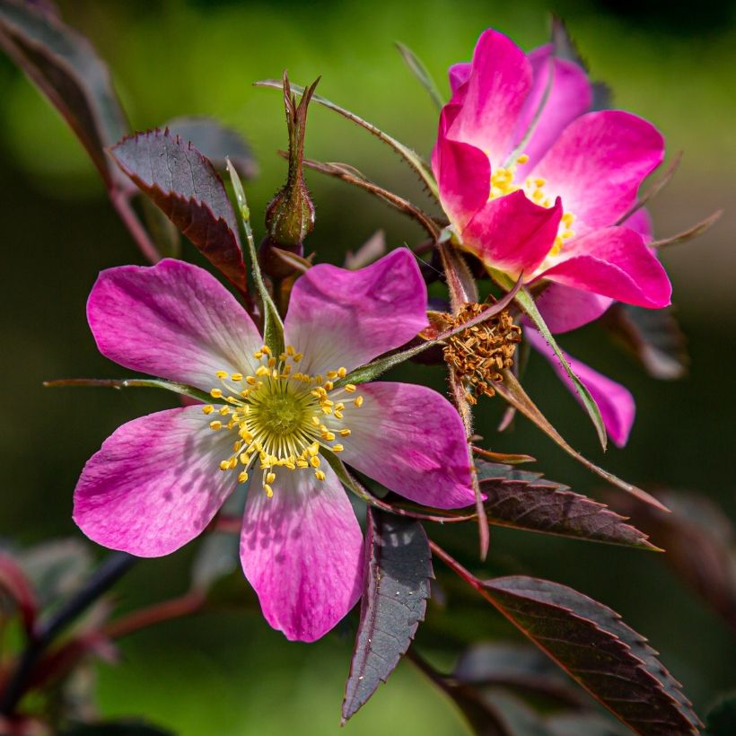 Rosier botanique - Rosa glauca ou rubrifolia (Flowering)