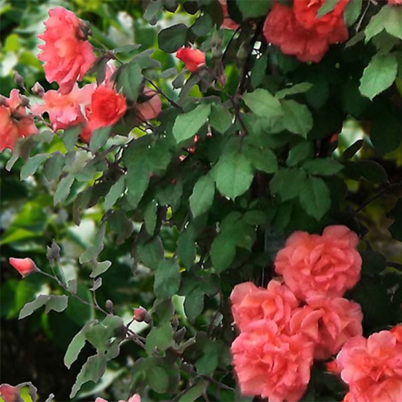 Rosier grimpant Alibaba (Foliage)